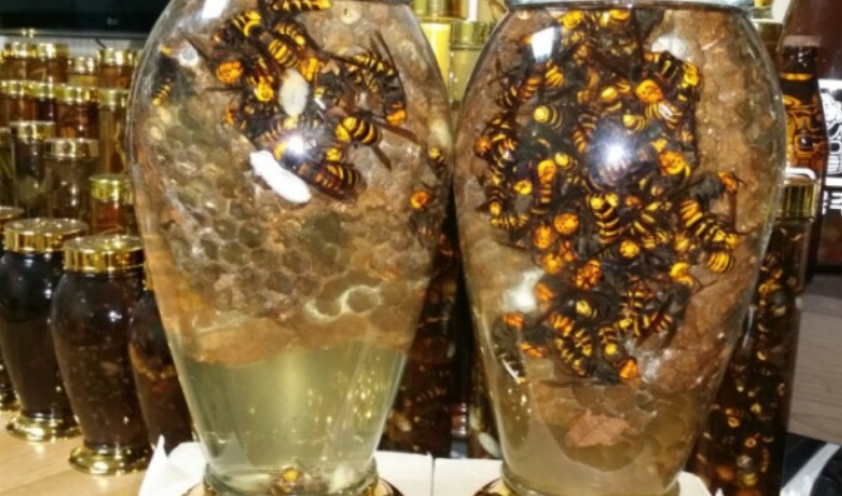 노봉방주 담그는법 가격 효능 숙성기간 장수말벌주 말벌술 담금 1