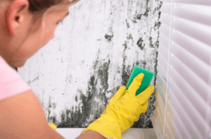 벽지 곰팡이 제거방법 곰팡이가 생기는 원인 실크벽지 합지벽지 곰팡이 예방법 7