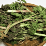 눈개승마 먹는법 요리법 효능 보관법 부작용 3