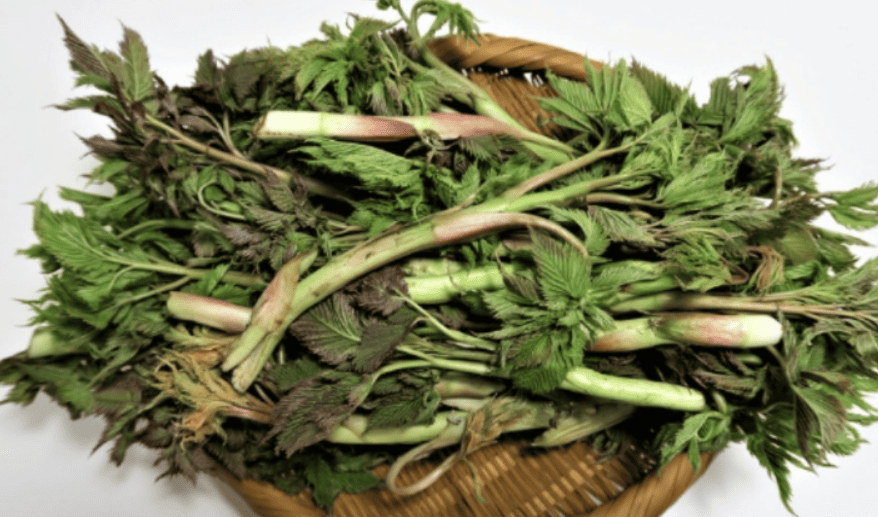 눈개승마 먹는법 요리법 효능 보관법 부작용 1