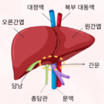 간 위치 간 효능 기능 음양속성 간건강 유지방법 7